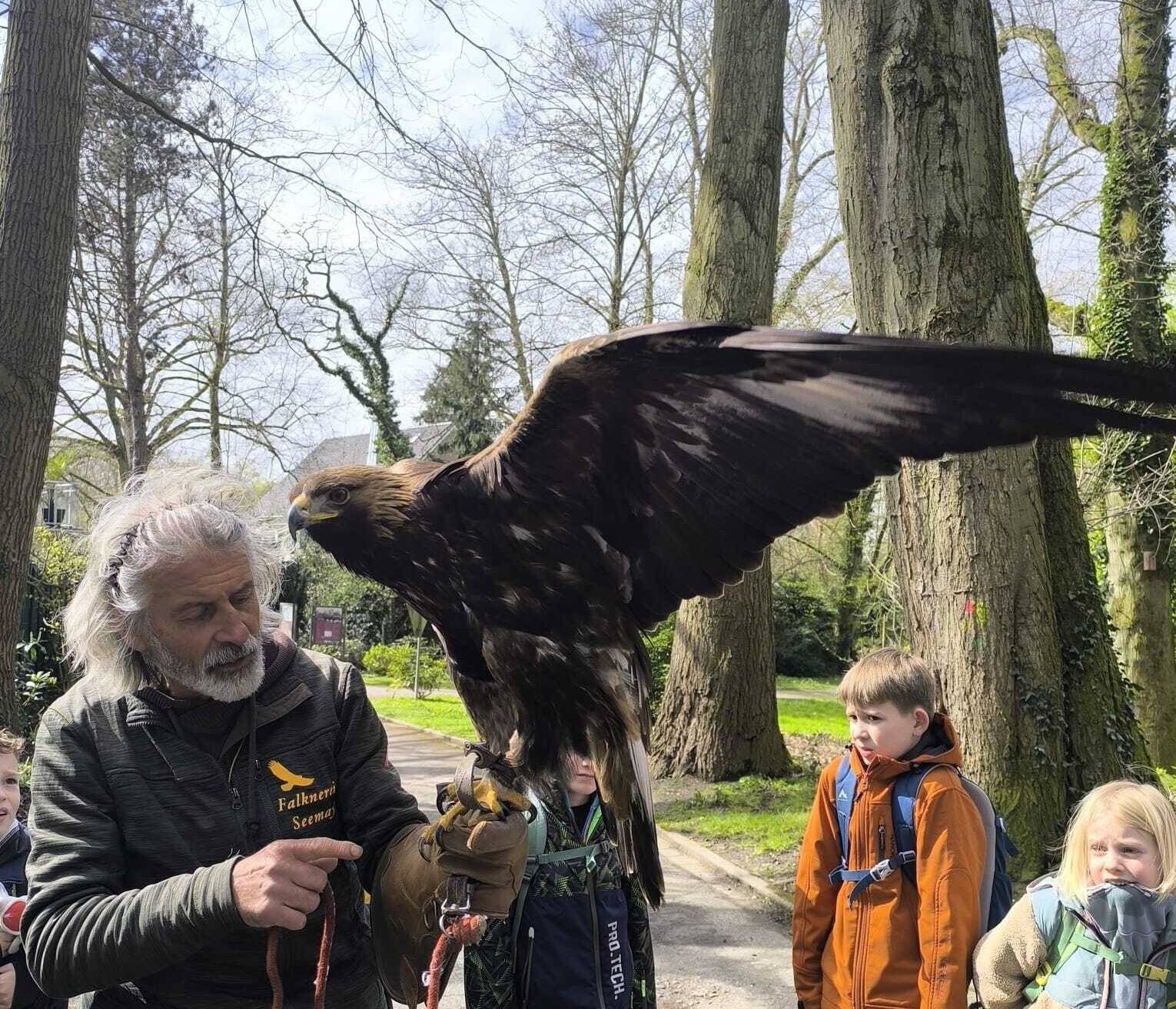 Auge in Auge mit einem Falke