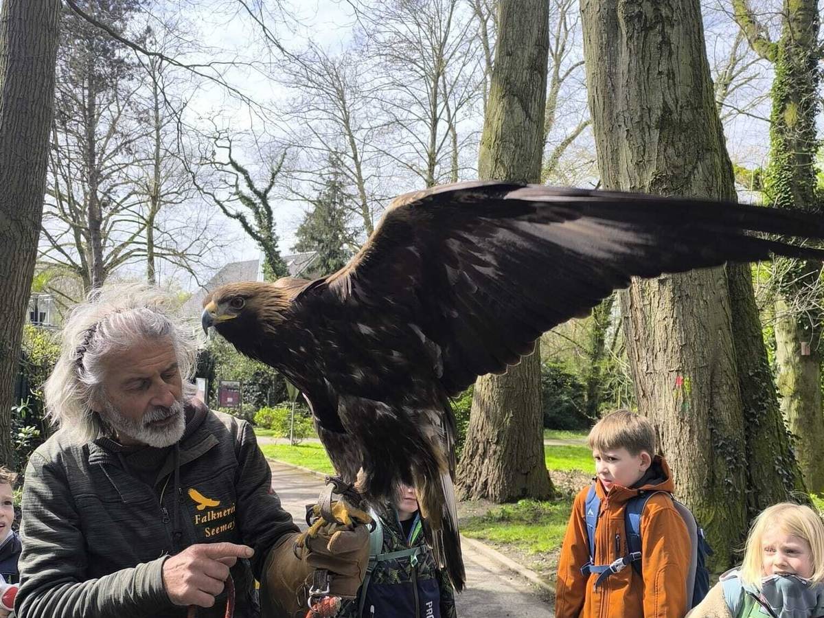 Auge in Auge mit einem Falke
