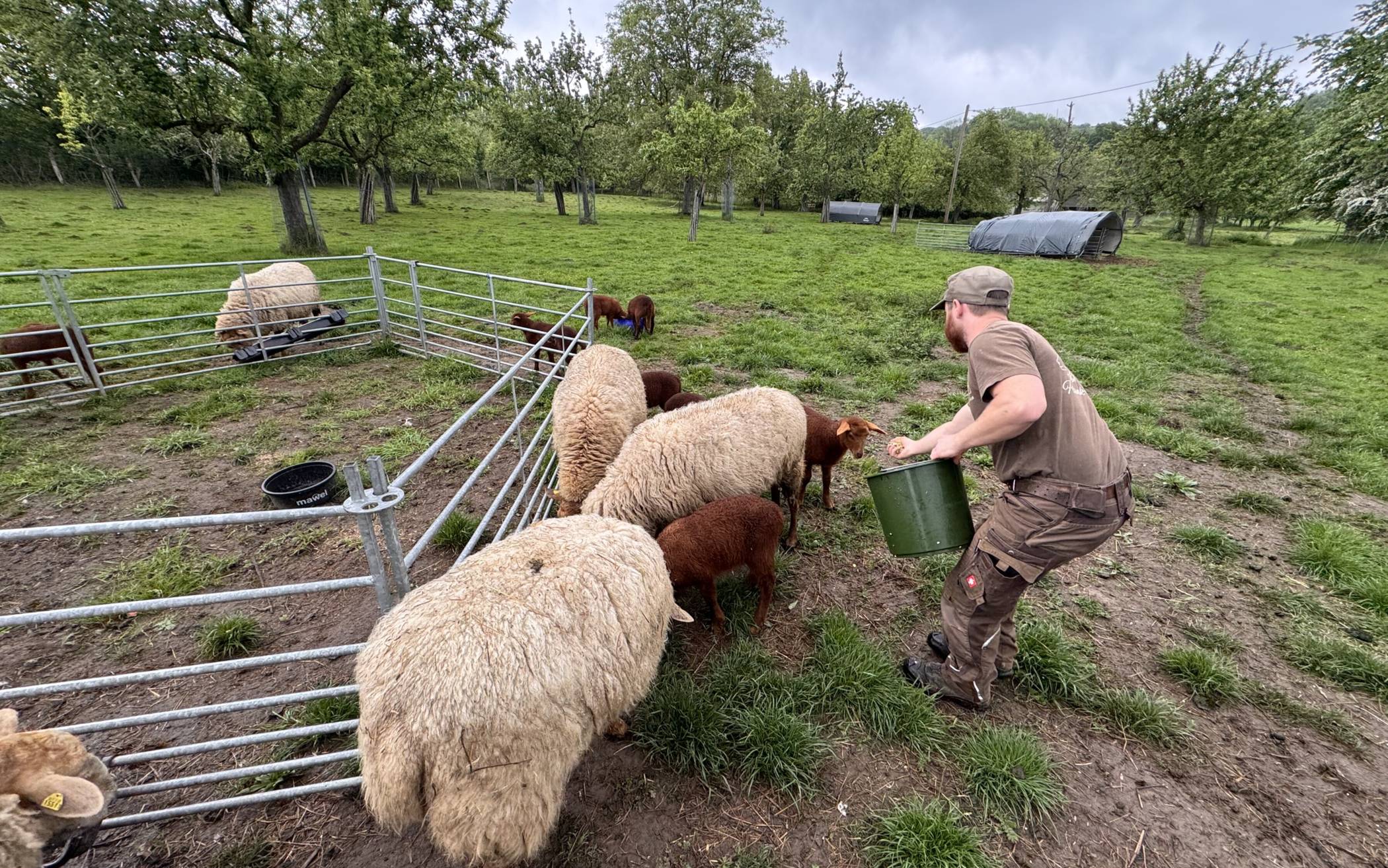 Klimafreundliche Rasenmäher mit Kuschelfaktor
