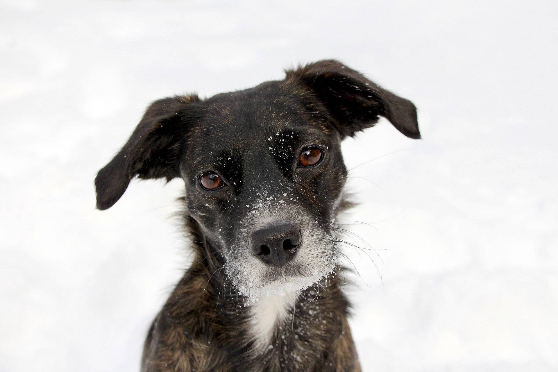 Coaching-Spaziergang für Menschen mit und ohne Hund