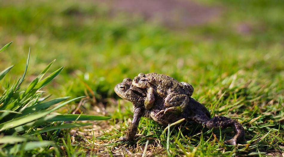 Artenvielfalt im Naturschutzgebiet entdecken