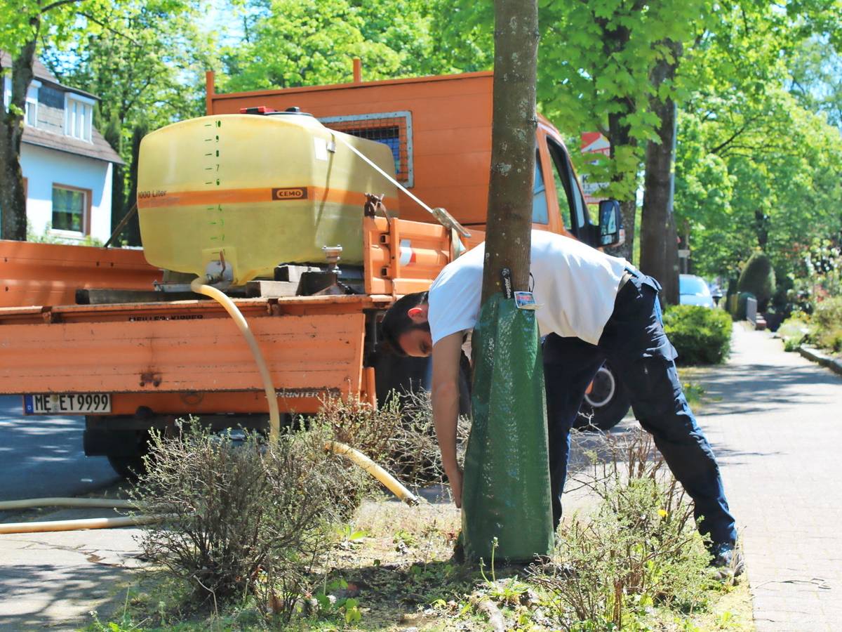 Gießpatenschaft für die Stadtbäume