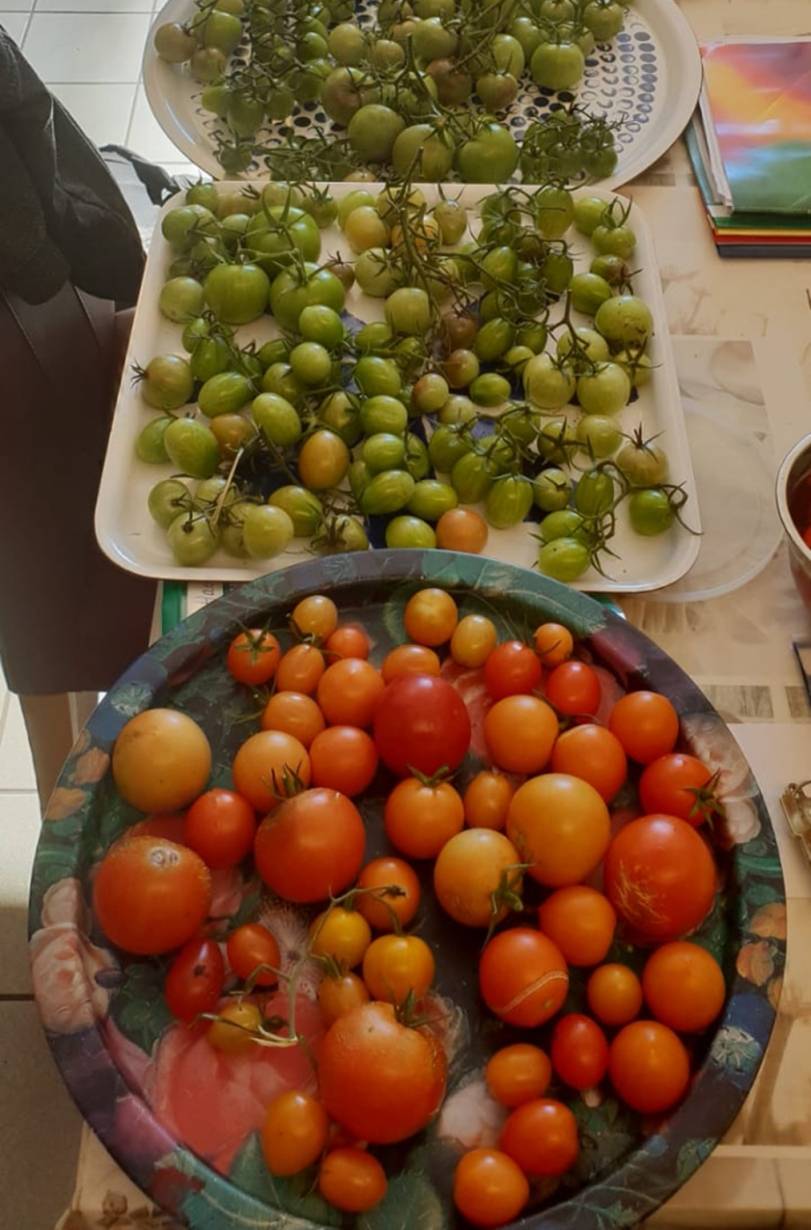 Großes Tomatenpflücken im Kinderhaus Sandheide: Ernten, was man sät