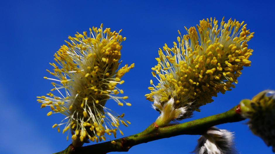 Lust auf Frühling?