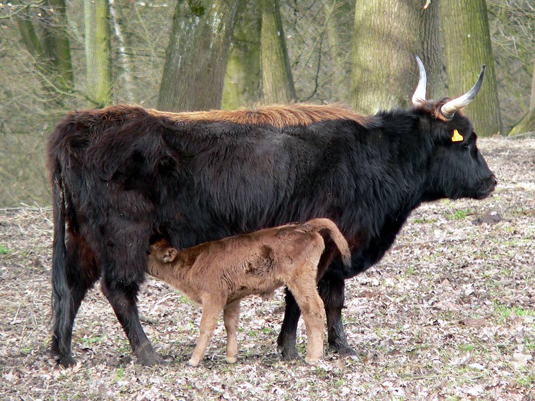 Frühling im Eiszeitlichen Wildgehege