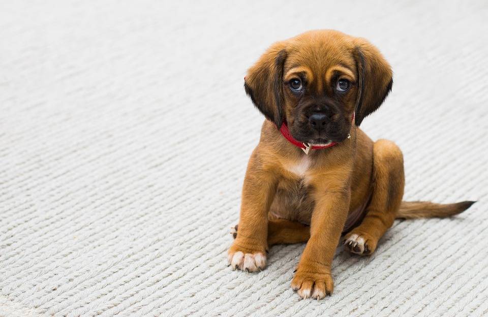 Tiere als Weihnachtsgeschenk: Veterinäramt gibt Denkanstöße