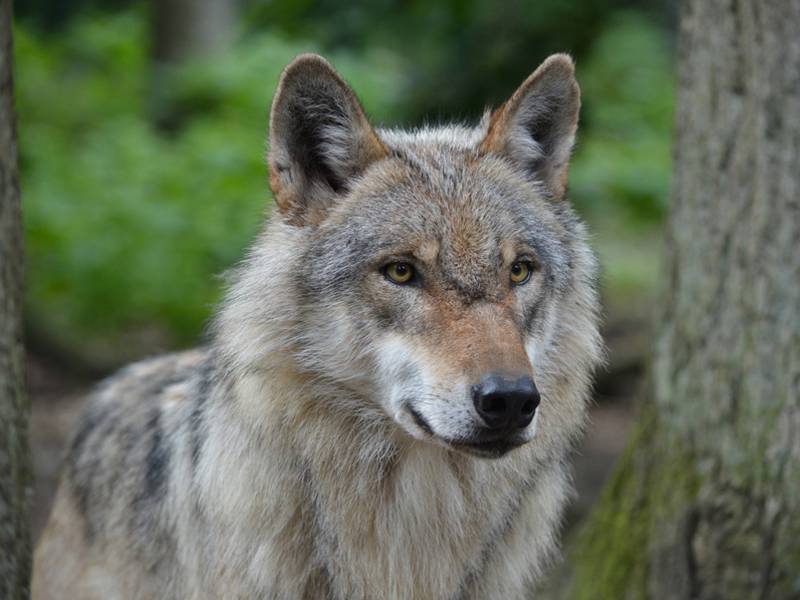 Vierter Wolfsnachweis seit 2009 in NRW im Kreis Lippe durch Videoaufnahmen bestätigt