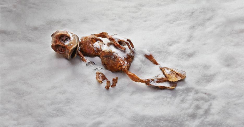Ab 14. Mai im Neanderthal Museum: Sonderausstellung „DUCKOMENTA“