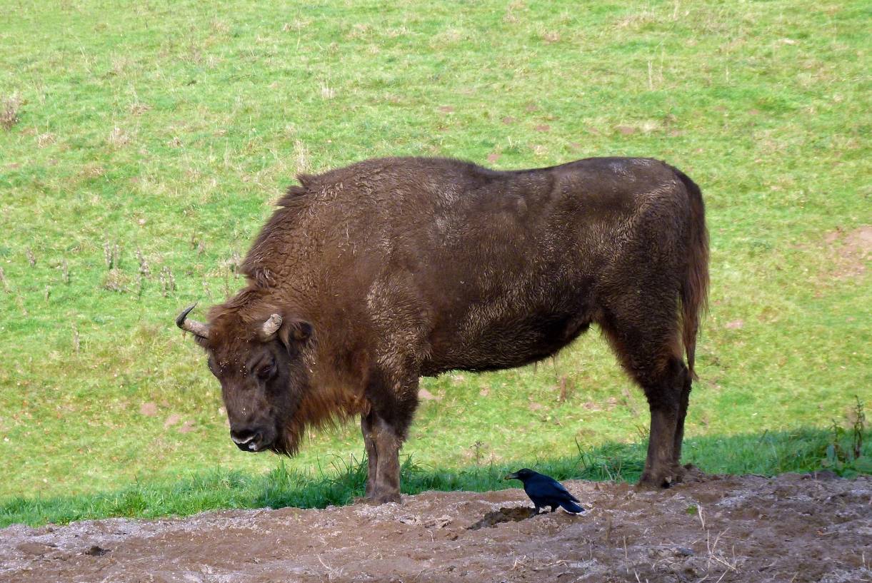 Tierische Klangvielfalt zum Frühlingsstart