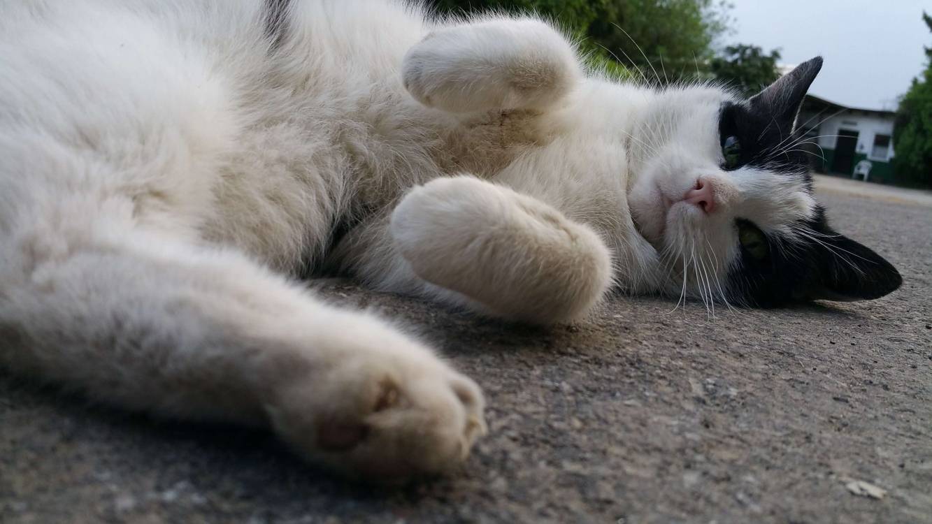 Ihre Meinung zur Kastrationspflicht für Katzen