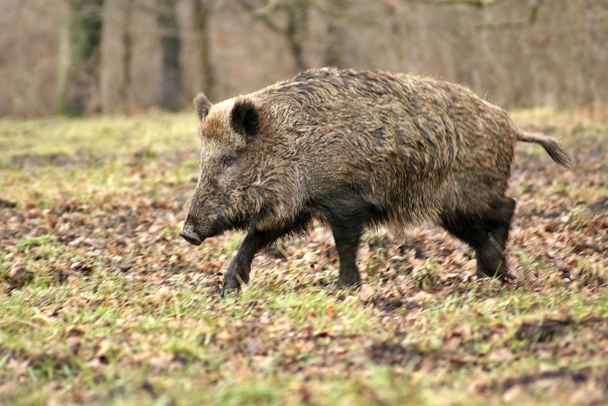 Wildschäden durch Schwarzwild