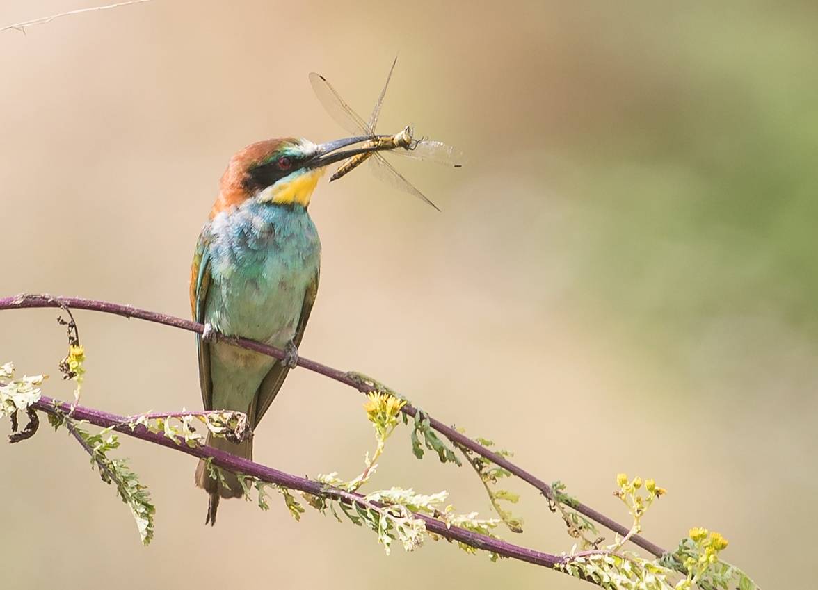 Was für ein Prachtvogel