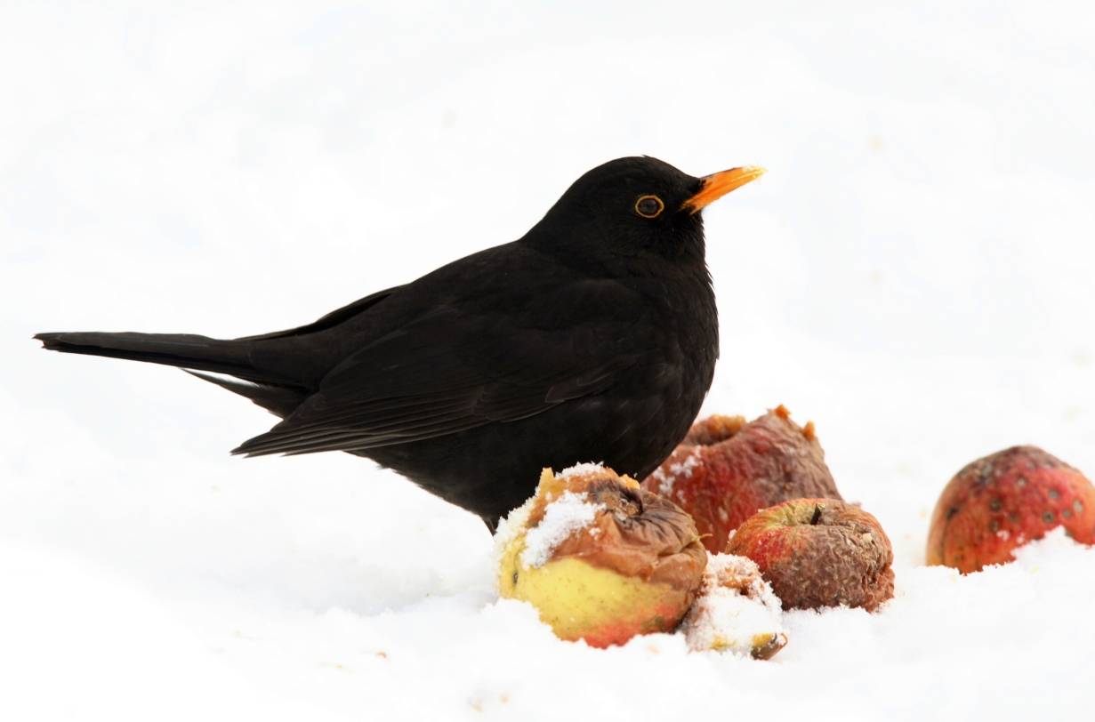  Die NABU in Erkrath informiert unter anderem wie man heimische Vögel im Winter füttern kann. 
