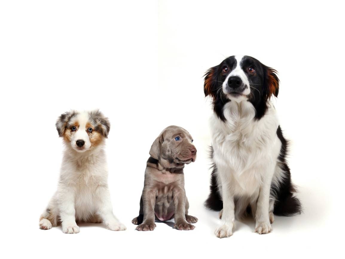  Aufatmen bei den Erkrather Hundbesitzern: Die Hundesteuer wird 2016 nicht erhöht. 