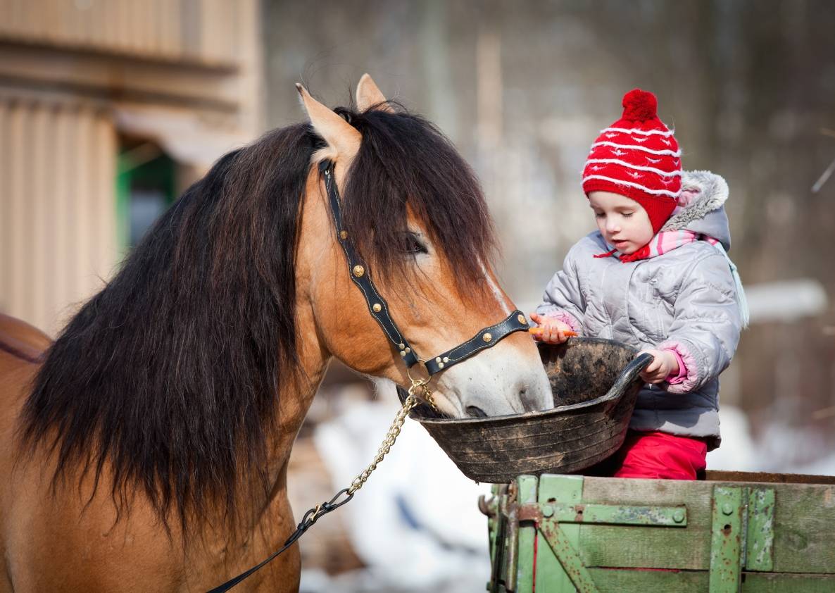 Alles rund ums Pferd — Pferdefütterung im Winter