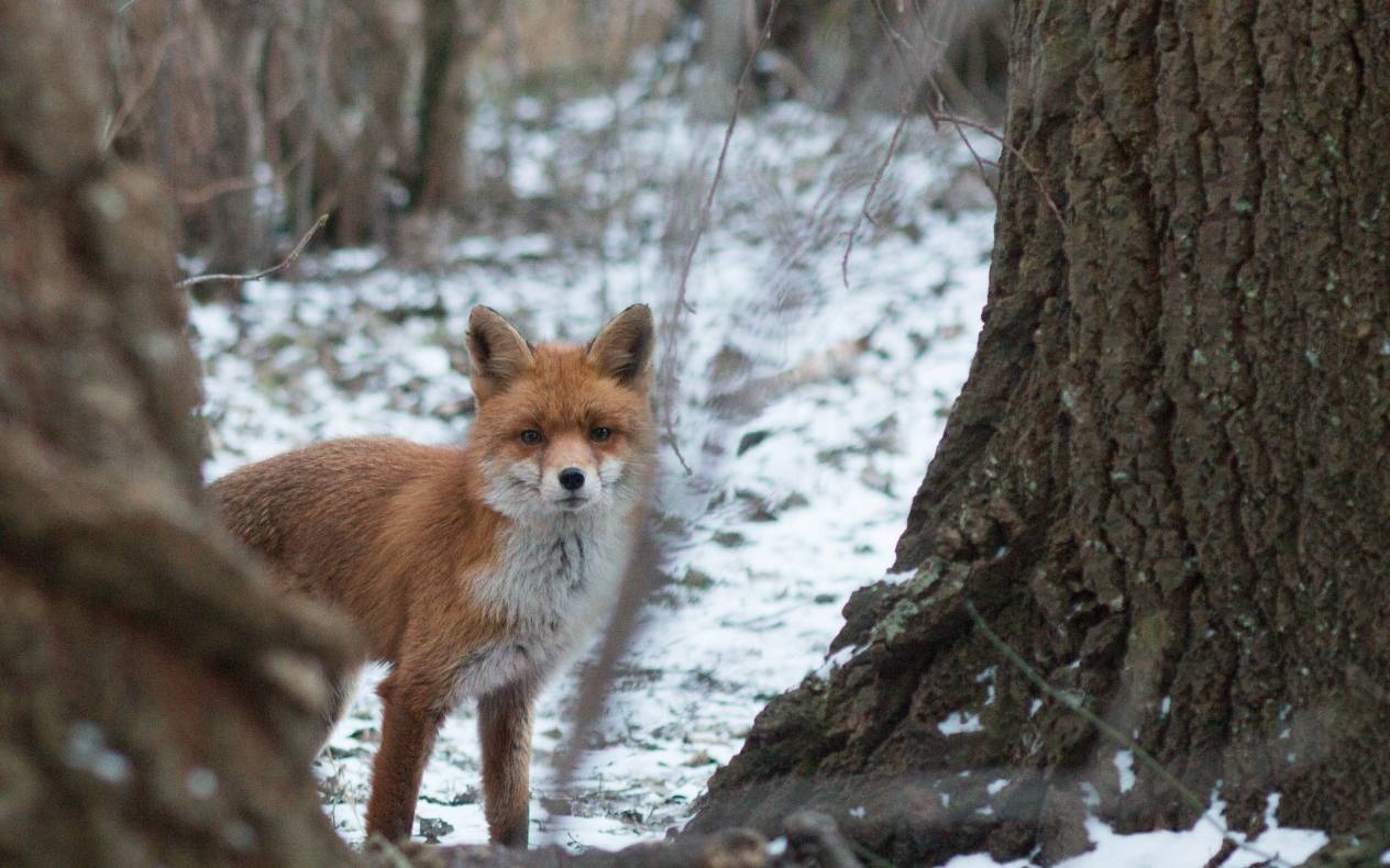 Bei totem Fuchs in Heiligenhaus wurde Staupe nachgewiesen