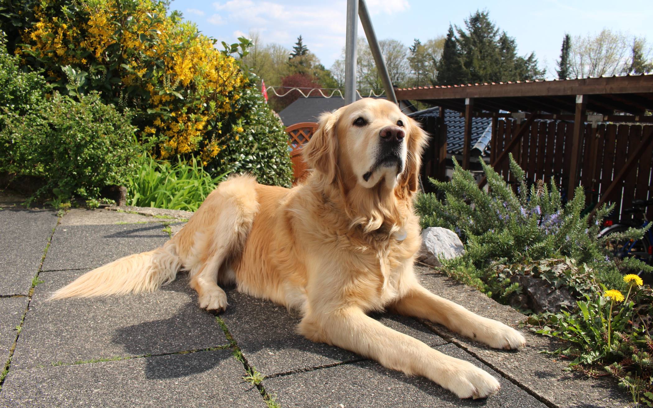  Mogli-Wohnhaushund Carlo ist ein wichtiges Familienmitglied. 