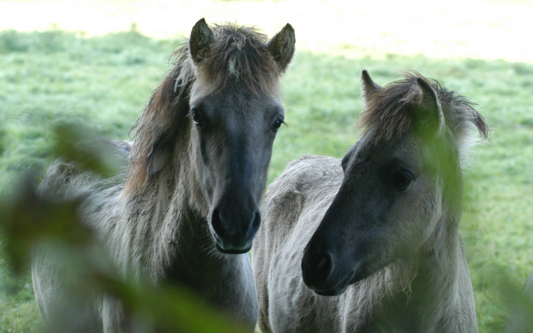  Neugierige Tarpane im Eiszeitlichen Wildgehege. 