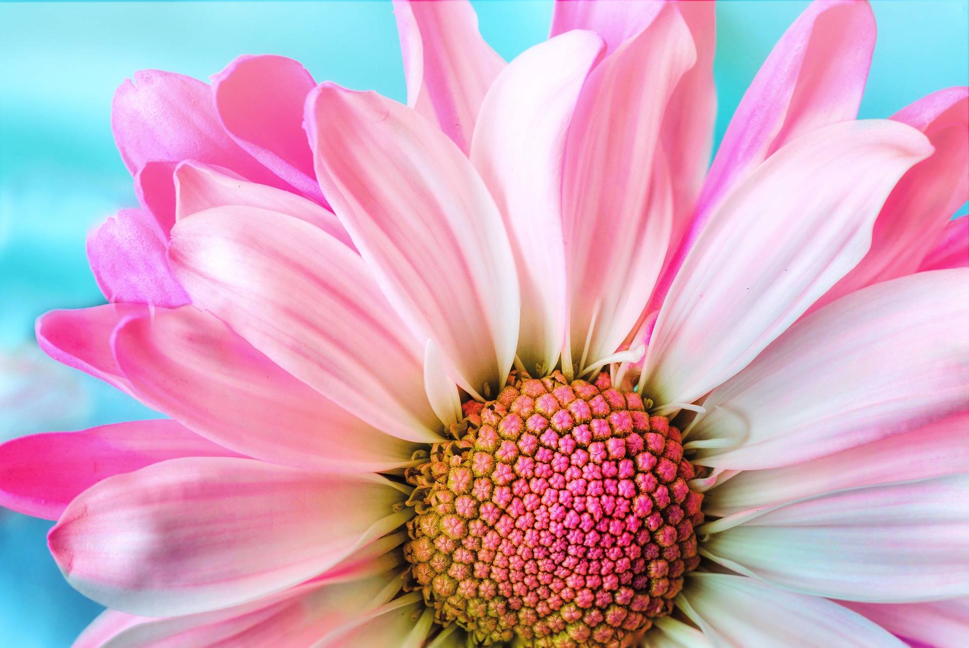 Zahlreiche tolle Blumen und andere Pflanzen