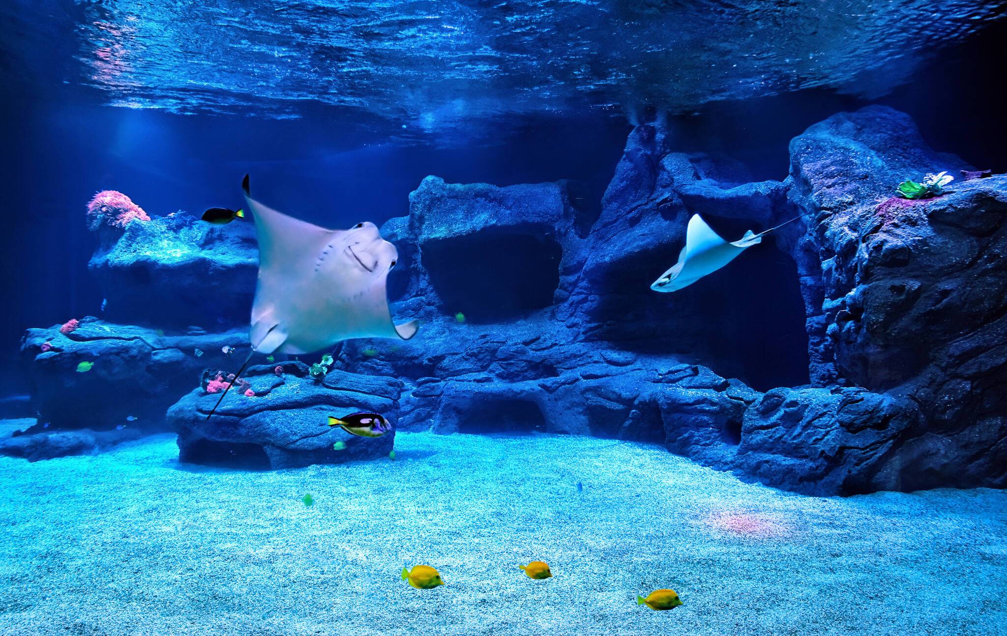  Kuhnasenrochen im Aquazoo Düsseldorf. 