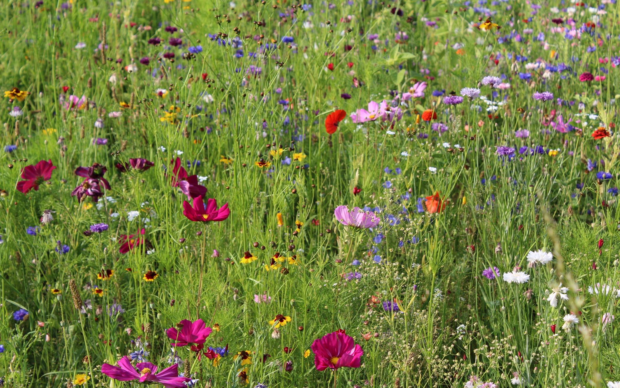  Mehr als 100 verschiedenen Wildblumen- und Wildkräuterarten befinden sich auf der rund 1.800 Quadratmeter großen Fläche im Sedental. 