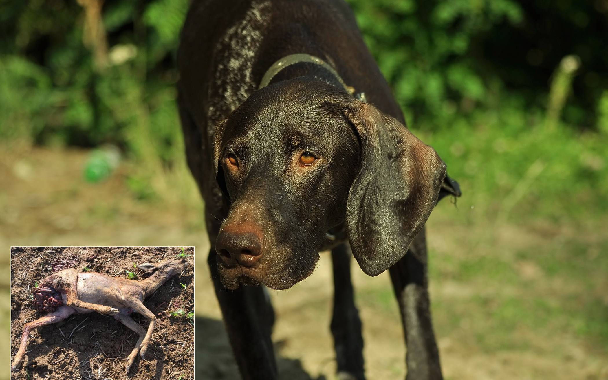  Dieses Reh wurde am Wochenende in Erkrath von einem Hund gerissen. Kein Einzelfall. In diesem Jahr wurden schon drei gerissene Rehe gefunden. 