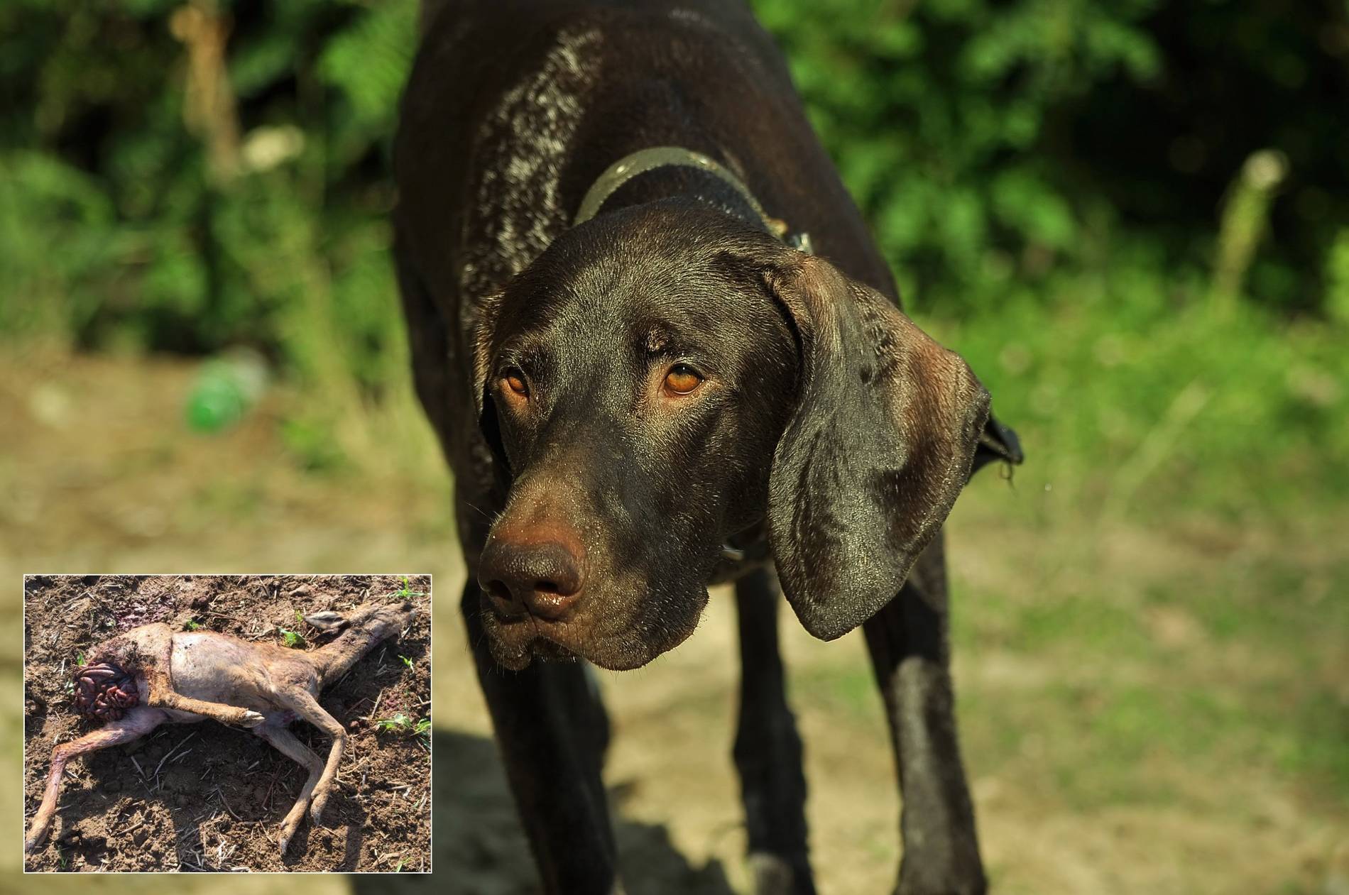 reh von einem hund gerissen das ist kein kavaliersdelikt