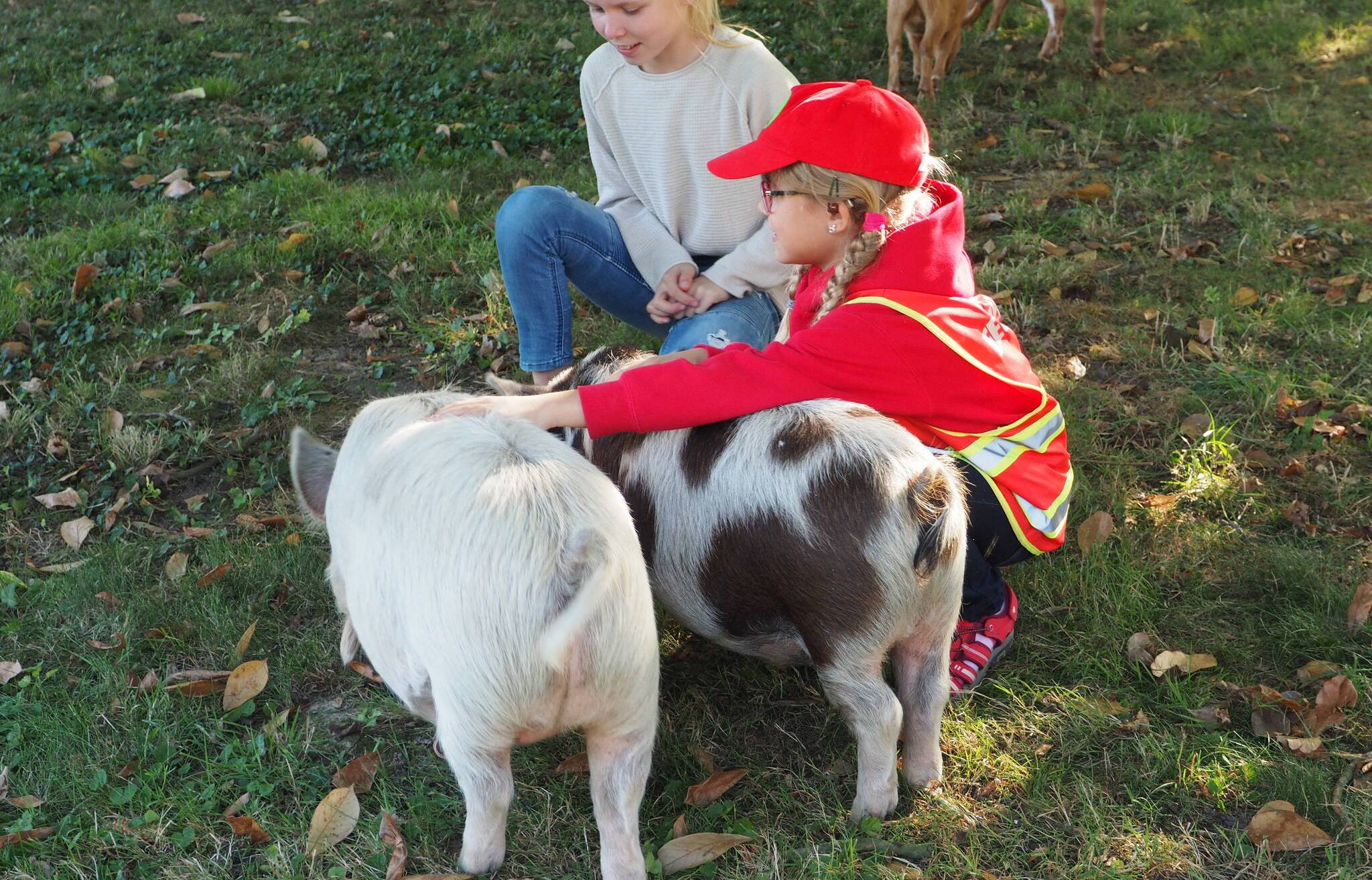  Schweine zu streicheln war ein besonderes Erlebnis für die Kinder. 