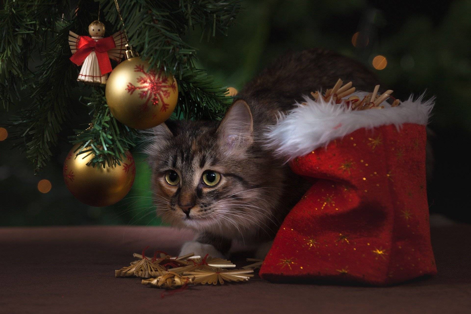Veterinäramt gibt Denkanstöße: Tiere als Weihnachtsgeschenk