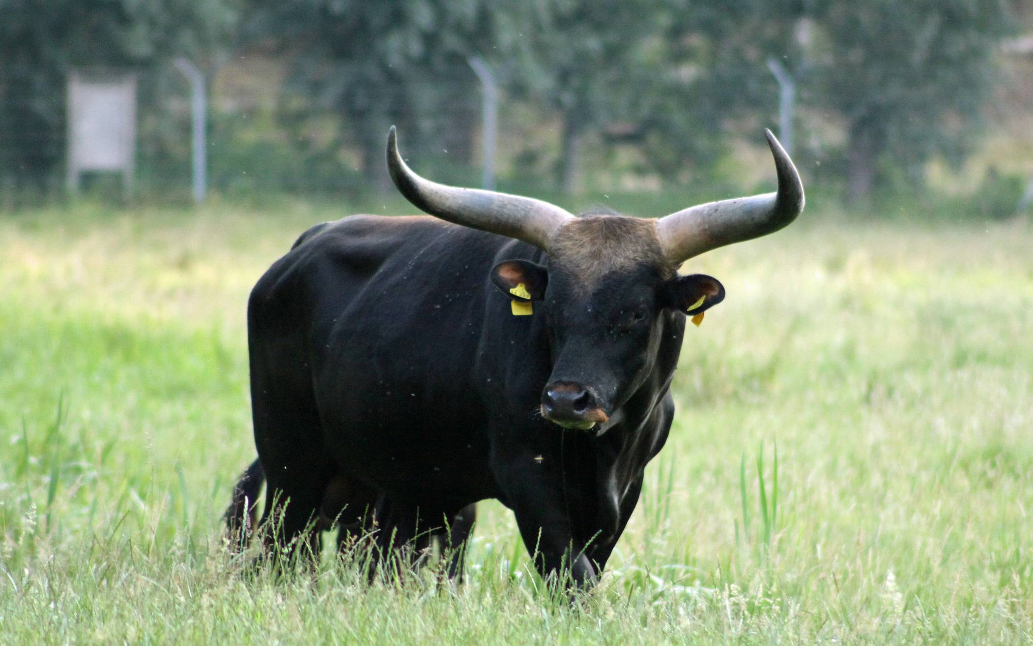 Neuer Stier im Eiszeitlichen Wildgehege.