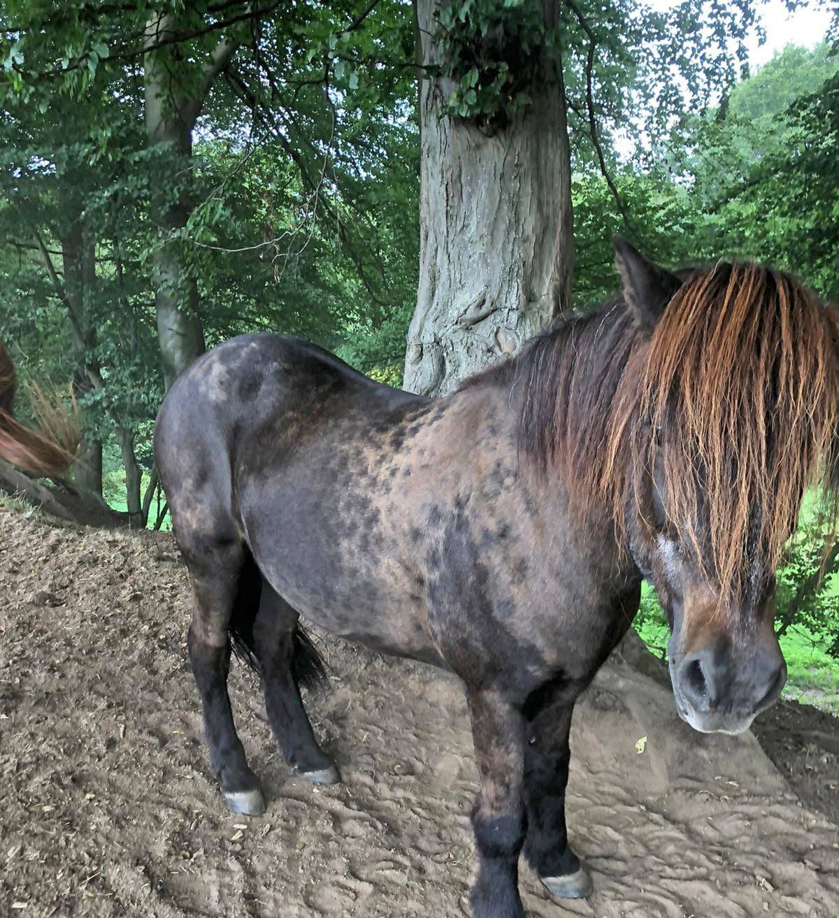  Die Polizei ist auf der Suche nach dem Pony "Fagur". 