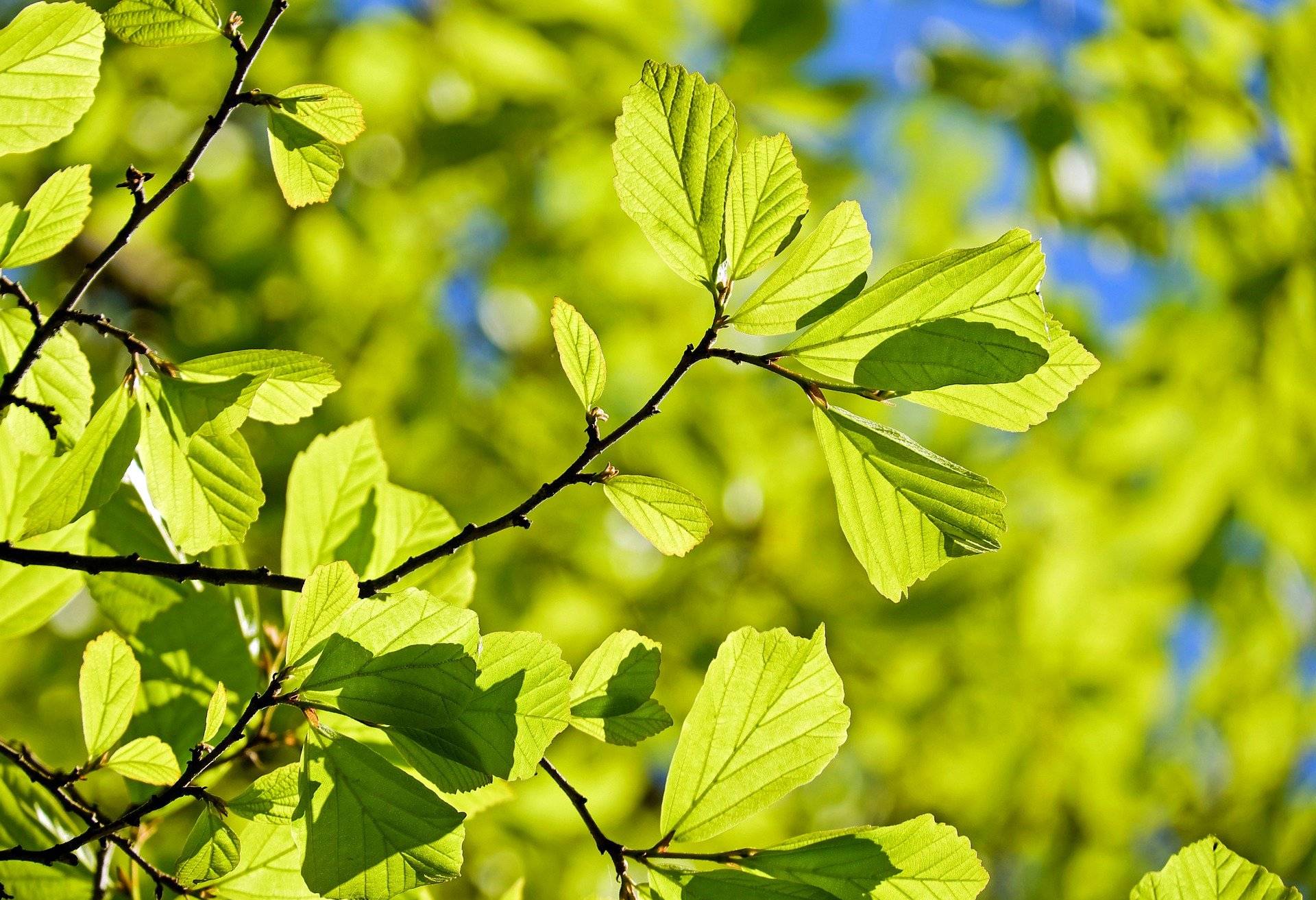  Erhaltung des Waldbestands. 