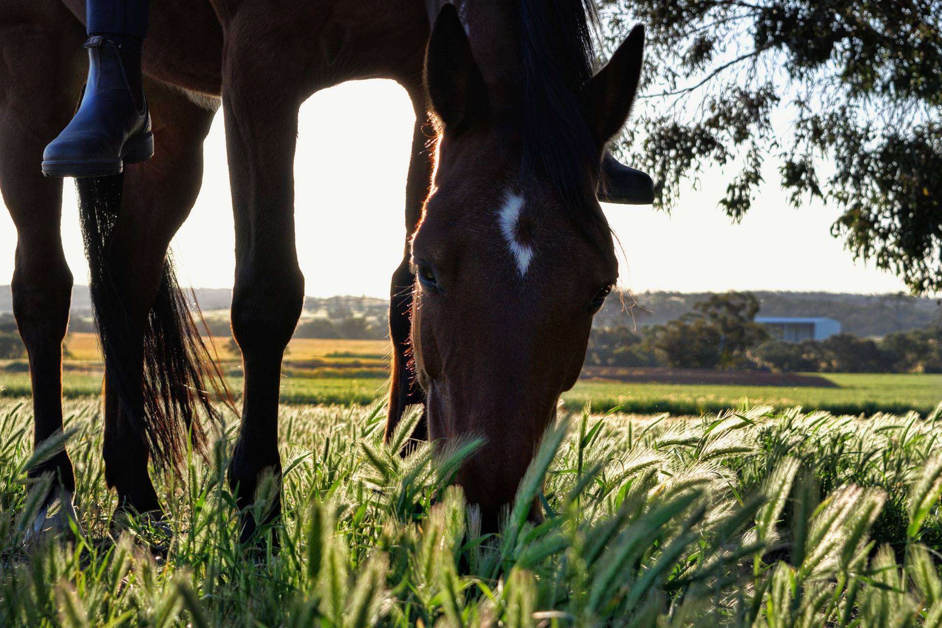 Ausritt in der Landschaft oder im Wald: Reiter benötigen die neue Reitplakette für 2021